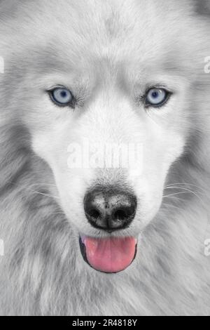 Ein sibirischer Husky-Hund mit markanten blauen Augen starrt direkt in das Kameraobjektiv Stockfoto