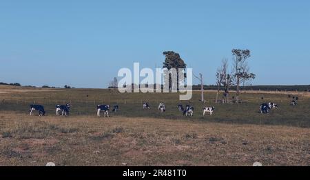 Rinder in der Landschaft von Pampas, Provinz La Pampa, Patagonien, Argentinien. Stockfoto