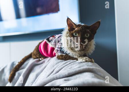 Devon-rex-Katze ruht sich zu Hause aus und freut sich auf die Zukunft, Haustier-Konzept. Hochwertiges Foto Stockfoto
