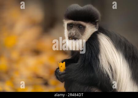 Eine Nahaufnahme eines getarnten Guereza, Colobus Guereza. Stockfoto