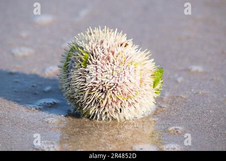 Seeigel wurde am Ufer angespült Stockfoto