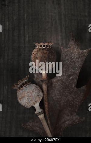 Trockne Mohnköpfe Auf Altem Holzhintergrund. Rustikaler Hintergrund. Depressive Herbstmotive Art. Vertikales Bild Stockfoto