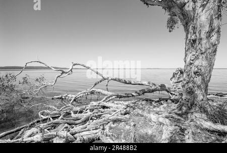 Schwarzweiß-Bild der sonnenbeleuchteten Szene von alten Melaleuca-Teebäumen mit massiven freigelegten Holzwurzelsystemen, die über die wunderschöne, ruhige Landschaft hinausgehen Stockfoto