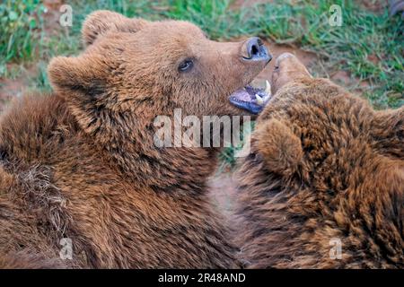 Ein bezaubernder Moment, in dem zwei Braunbären auf Gras im üppigen naturpark cabarceno in kantabrien, spanien, spielen Stockfoto