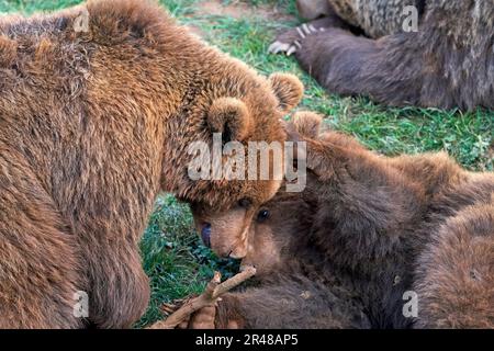 Ein bezaubernder Moment, in dem zwei Braunbären auf Gras im üppigen naturpark cabarceno in kantabrien, spanien, spielen Stockfoto