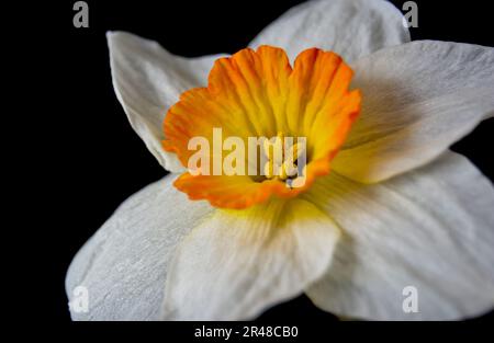 Nahaufnahme einer Narzissenblume mit ihren weißen und gelben Blütenblättern Stockfoto