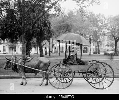 Ein Bovinmobil, Savannah, Georgia, zwischen 1900 und 1910. Stockfoto