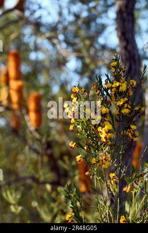 Unterirdisches Waldgebiet und Skleroophyllwald im Herbst von Sydney mit gelben und roten Blüten der australischen Erbse Bossiaea heterophylla Stockfoto