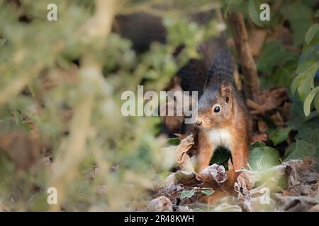 Ein seltsam aussehendes rotes Eichhörnchen (Sciurus vulgaris), das auf einem Haufen herabfallender Herbstblätter steht Stockfoto