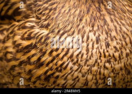 Eine Nahaufnahme eines Vogels, die sein wunderschönes Federmädchen im Detail zeigt Stockfoto