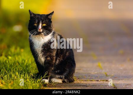 Eine schwarz-weiße Katze, die auf einem Bürgersteig sitzt, mit einem grünen Grasfeld daneben Stockfoto