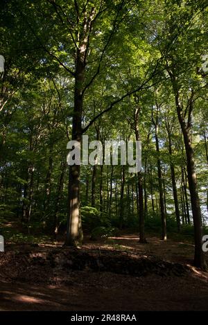 Der Grumsin-Wald ist ein UNESCO-Weltkulturerbe zum Schutz des natürlichen gemeinsamen Buchenwaldes im Stadtteil Uckermark in der deutschen Provinz Brandenburg Stockfoto