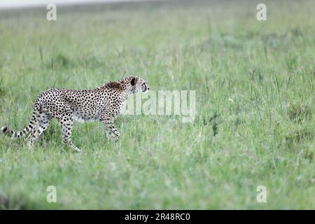 Ein Gepard im Masai Mara National Reserve, Kenia Stockfoto