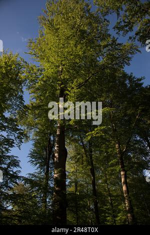 Der Grumsin-Wald ist ein UNESCO-Weltkulturerbe zum Schutz des natürlichen gemeinsamen Buchenwaldes im Stadtteil Uckermark in der deutschen Provinz Brandenburg Stockfoto