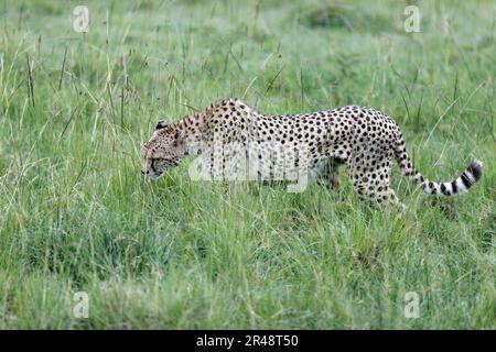 Ein Gepard im Masai Mara National Reserve, Kenia Stockfoto