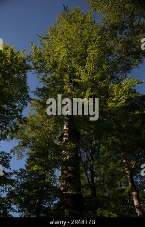 Der Grumsin-Wald ist ein UNESCO-Weltkulturerbe zum Schutz des natürlichen gemeinsamen Buchenwaldes im Stadtteil Uckermark in der deutschen Provinz Brandenburg Stockfoto