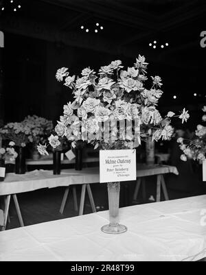 Madame Chatenay Roses, American Carnation Society Exhibition, Detroit, Michigan, zwischen 1900 und 1905. Stockfoto