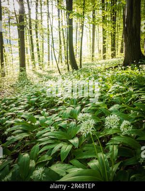 Sonnenaufgang in einem österreichischen Wald, bedeckt mit blühendem Knoblauch. Stockfoto