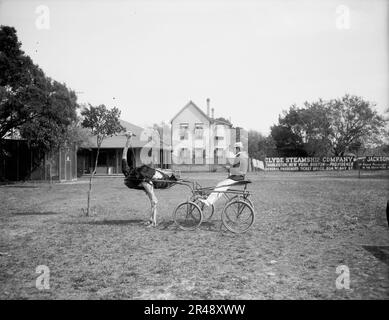 Oliver W., der berühmte Strauss-Trabrenner, Florida Ostrich Farm, Jacksonville, Florida, zwischen 1900 und 1910. Stockfoto