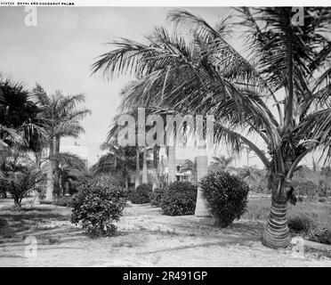 Königliche und Kokosnusspalmen, c.between 1910 und 1920. Stockfoto