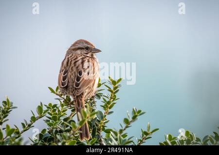 Rückansicht eines Song Sparrow (Melospiza melodia) hoch oben auf einem grünen Strauch. Raleigh, North Carolina. Stockfoto