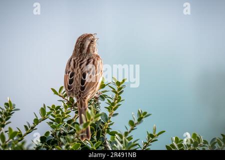 Ein Song Sparrow (Melospiza melodia) singt sein Herz aus, während er hoch oben auf einem grünen Strauch steht. Raleigh, North Carolina. Stockfoto