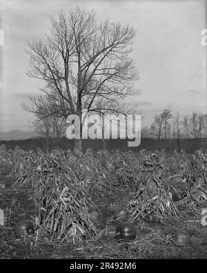 Corn and Pumpkins, Berkshire Hills, Mass., c1906. Stockfoto