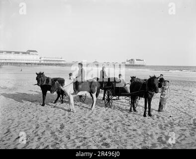 Ponys am Strand, Atlantic City, N.J., zwischen 1900 und 1906. Stockfoto