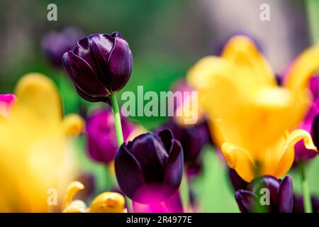 Eine lebendige und farbenfrohe Aufnahme verschiedener Tulpenarten an einem sonnigen Tag Stockfoto