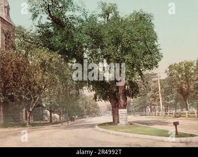 Die Washington Elm, Cambridge, c1899. Stockfoto