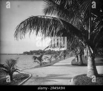 Palm Beach, c1894. Stockfoto