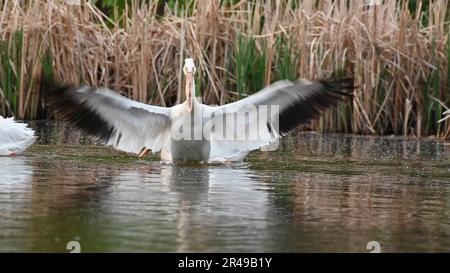 Ein weißer Pelikan im Flug über einen See Stockfoto