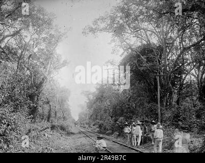 Zug im Cafetal von Temasopa (d. h. Tamasopo) zwischen 1880 und 1897 Uhr. Stockfoto