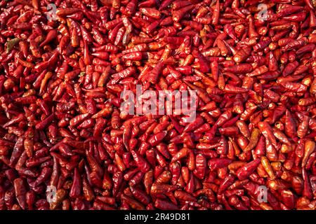 Malagueta-Paprika, eine Chilisorte, die in Mosambik häufig verwendet wird, auch bekannt als Piri Piri Chilis Stockfoto