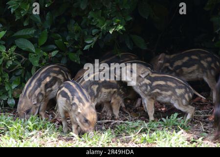 Wildschwein (Sus scrofa) mit Ferkeln, Sai Kung, Hongkong, China Stockfoto