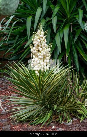 Sydney Australien, eine Gruppe blühender Aloifolien im Garten Stockfoto