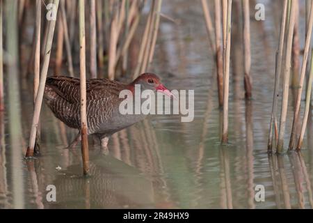 Slaty-Breasted Rail (Lewinia striata) Mai Po Nature Reserve, Hongkong, China - Seitenansicht eines Erwachsenen im Schilf Mai 2023 Stockfoto