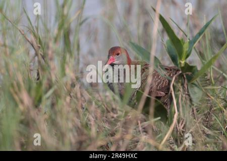 Slaty-Breasted Rail (Lewinia striata) Mai Po Nature Reserve, Hongkong, China - Seitenansicht eines Erwachsenen im Schilf Mai 2023 Stockfoto