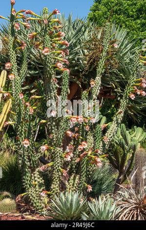 Sydney Australien, blühender Cereus peruvianus cactus im Garten Stockfoto