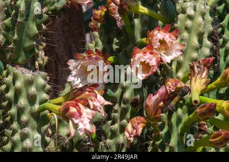 Sydney Australien, Nahaufnahme der Blüten eines cereus peruvianus monstrosus cactus Stockfoto