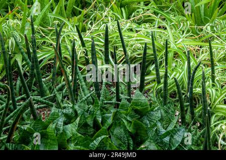 Sydney Australia, Dracaena angolensis oder in Angola heimische zylindrische Schlangenpflanze Stockfoto