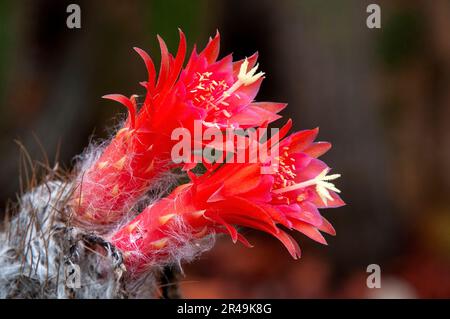 Sydney, Australien, Nahaufnahme von roten Blumen von Touch-Kakteen in einem Wüstengarten Stockfoto