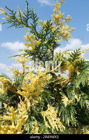 Xanthocyparis nootkatensis, Nootka Cypress, Chamaecyparis nootkatensis 'Argenteovariegata', Alaska Cypress Stockfoto