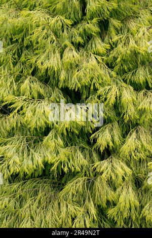 Lawson False Cypress, Port Orford Cedar, Chamaecyparis lawsoniana „Karaca“ Laub Stockfoto