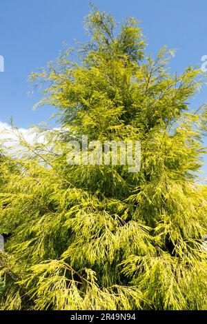 Blauer Himmel, goldengelber Laubbaum, Port Orford Cypress, Hardy, Port Orford Cedar, Lawson Cypress, Chamaecyparis lawsoniana „Karaca“ Stockfoto