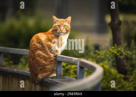 Eine verspielte orangefarbene Tabby-Katze auf einem Holzzaungeländer Stockfoto