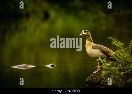 Eine ägyptische Gans (Alopochen aegyptiaca) am Rand eines Sees Stockfoto