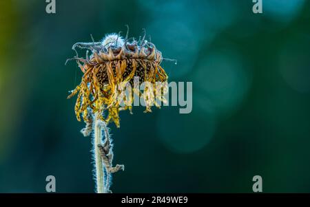 Nahaufnahme von getrockneten Sonnenblumen im Garten mit unscharfem Naturhintergrund, selektiver Fokus. Stockfoto