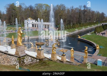 PETRODVORETS, RUSSLAND - 11. MAI 2023: In der Grand Cascade an einem sonnigen Maitag. Schloss und Parkkomplex Peterhof Stockfoto