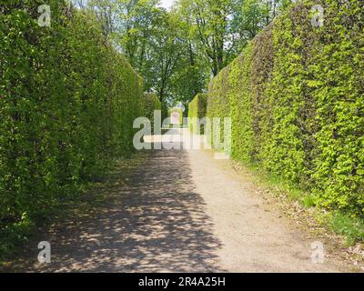 Eine idyllische ländliche Umgebung mit einer Gasse aus üppig grünen Hecken und Bäumen, die zu einem gewundenen Pfad durch die Landschaft führt Stockfoto